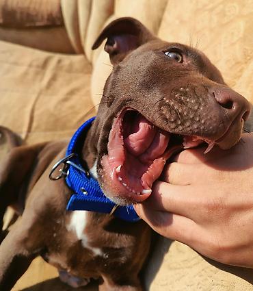 pitbul erkek: Pitbul, 8 ay, Erkək, Ünvandan götürmə — 4
