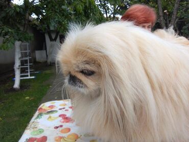 Psi: Pekinezeri, pravi, izuzetno poreklo, rodovnik, knjižice, vakcine na lalafo.rs — 16 Psi: Pekinezeri, pravi, izuzetno poreklo, rodovnik, knjižice, vakcine — 16