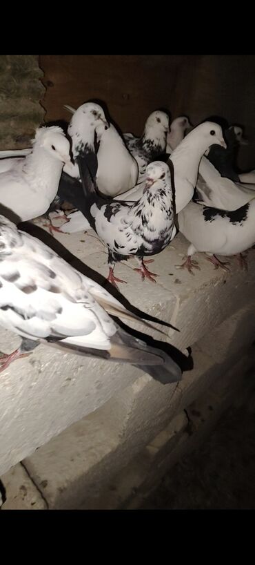 Göyərçinlər: Quşlar satılır kom 3 m üsd üsdə çoxsu çütdü tam sağlam heyvanlardı 30 — 11