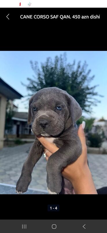 собаки на заказ: Kane-Korso, 2 ay, Ünvandan götürmə