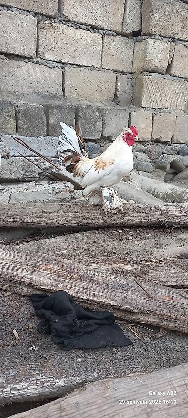Xoruzlar: Tam sağlam 6 aylıq cır yaponkalar.Unvan Lənkəran Bakıya 20yanvara və — 5
