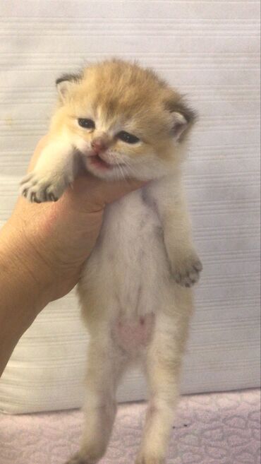 Pişiklər: Şotland yastı qulaq — 16