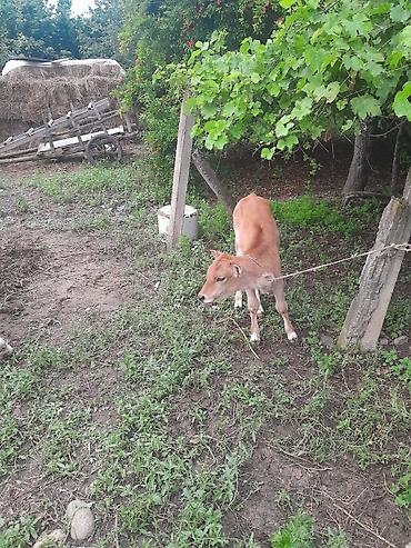 toyuq satisi: Satılır: inək və buzov (ana-bala) - Cins tipi: yerli mal-qara - Rəng — 3
