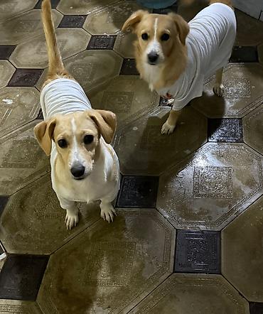 golden itleri: Labrador-retriver, 6 ay, Dişi, Peyvəndli, Ünvandan götürmə — 1