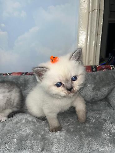 Pişiklər: Britan, Erkək, Dişi — 1