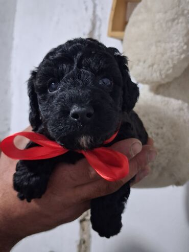 İtlər: Pudel — 5