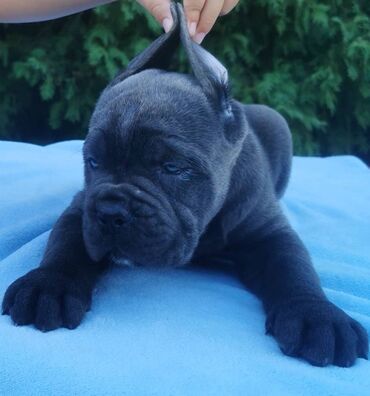 Psi: Ako tražite vernog člana porodice, obratite se nama i postanite — 9