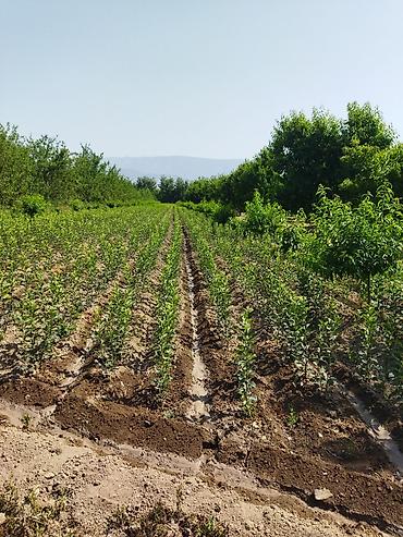 Фрукты и ягоды: Саженцы черешни - Питомник. Ряды молодых саженцев черешни открытого — 10