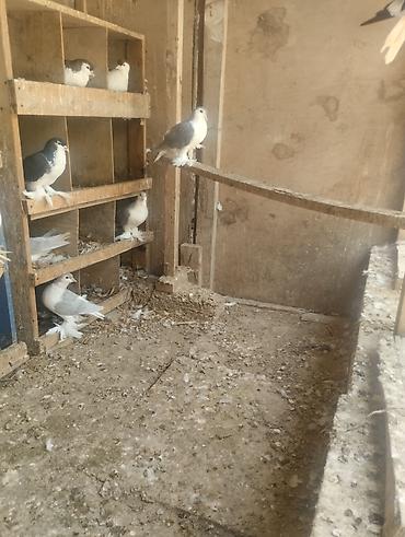 Göyərçinlər: Delfinlər satılır qiymət heyvana görə deyisir — 1