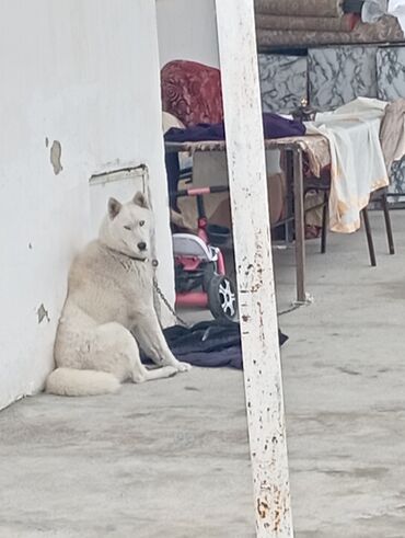 Inzibati heyət: Vaz nol yedi barter