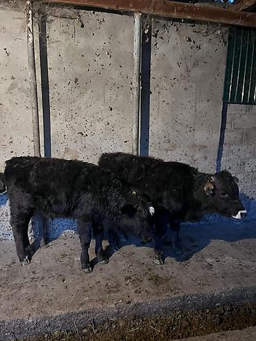 Коровы, быки: Продаю | Музоо, торпок | На откорм — 6