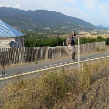 at yəhəri satışı: At satılır 700 AZN Ağsu Rayon Kalva kəndində yorğası var
