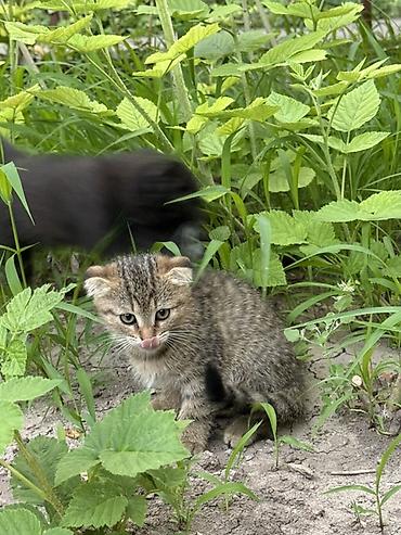 чипирование: Скотиш Фолд (Шотландская вислоухая), 2 месяца, Девочка — 3