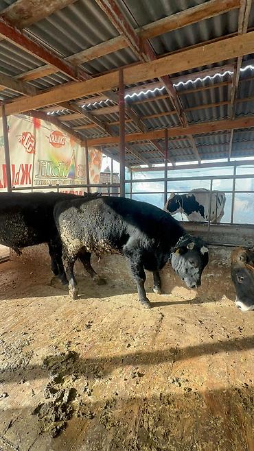 Коровы, быки: Продаю | Бык (самец) | Полукровка, Голштин, Швицкая | На забой | Привязанные — 7