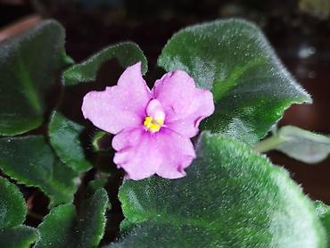 Фиалки и глоксинии: Продаю разные цветущие фиалки Цена за нецветущий 100 сом, остальные — 10