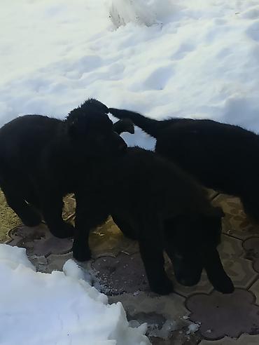 Продажа собак: Продаются Щенки немецкой овчарки (черный окрас и чепрачный) - — 6