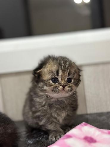 Кошки: Шотландская вислоухая — 8