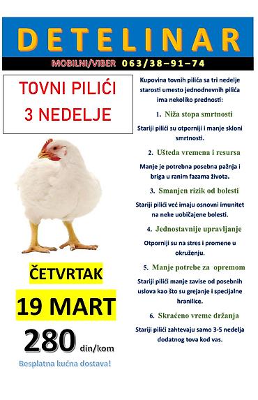 mini maltezer slike: Na prodaju tovni pilici od tri nedelje starosti! BESPLATNA DOSTAVA OD — 1