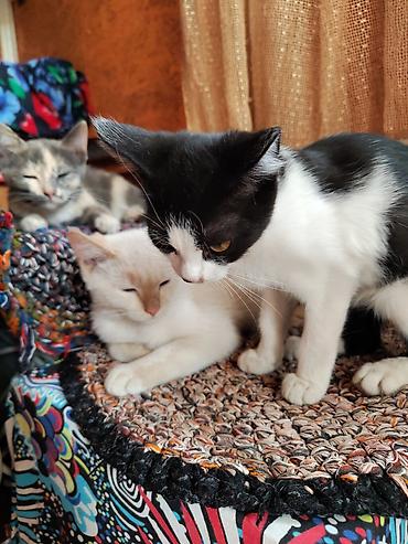 Продажа кошек: Котята — ласковые домашние компаньоны - Описание: игривые котята с — 6