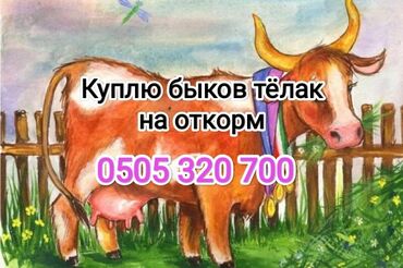 Куплю с/х животных: Куплю | Коровы, быки, Лошади, кони | На откорм, Откормленные