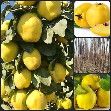 Tinglər: Goyce ve birinci sort turk eriyi tinglerine xususi endirimlerimiz var — 4