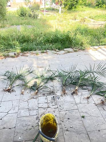 palma satilir: Salam Xurma palmalari satılır giymet ölçusune göre deyişir 25 azn — 3