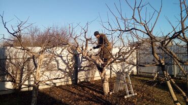 яблоки груши и сливы: Обрезка деревьев и других культурных растений.Опытный садовник