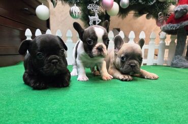 Psi: Štenci francuskog buldoga. U novogodisnjoj ponudi sjajno leglo na lalafo.rs — 8 Psi: Štenci francuskog buldoga. U novogodisnjoj ponudi sjajno leglo — 8