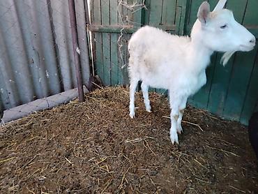 Козы, козлы: Продаю | Коза (самка), Козёл (самец), Козлёнок | Зааненская, Битал | Для разведения, Для молока | Племенные, Котные, Осеменитель — 9