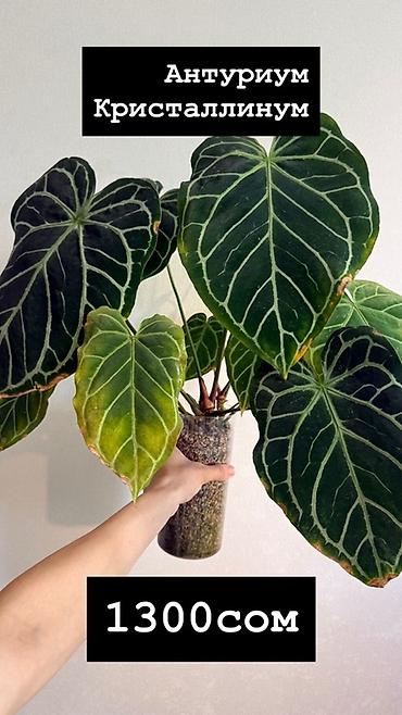Бөлмө өсүмдүктөрү: Антуриум Кристаллинум (Anthurium crystallinum) На фото указаны — 1