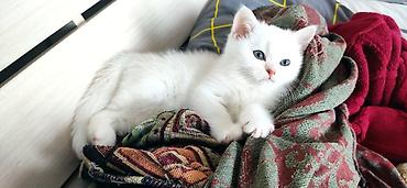 русская белая кошка: 4 месяца, Девочка, Белый, Приучена к лотку, Проглистована — 3