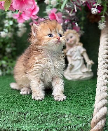 Кошки: Персидская, Самец, Самка, В добрые руки, Бесплатная доставка, Платная доставка, Доставка в районы — 4