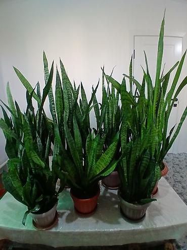 Драцены и Сансевиерии: Большой выбор Сансиеверии at lalafo.kg — 1 Драцены и Сансевиерии: Большой выбор Сансиеверии — 1