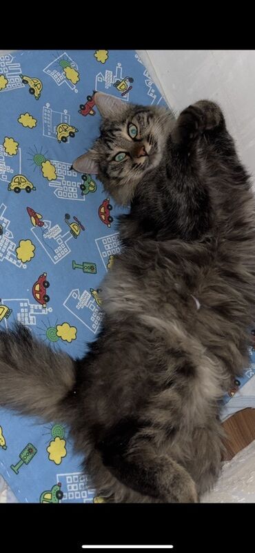 дом для кош: Мышык бекер берилет: Сибирь, Эркек, Лотокко барууга үйрөтүлгөн