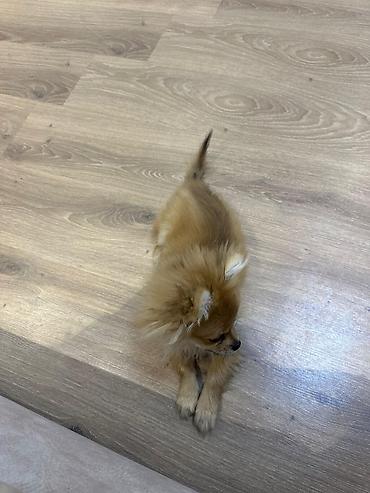 İtlər: Şpitz — 4