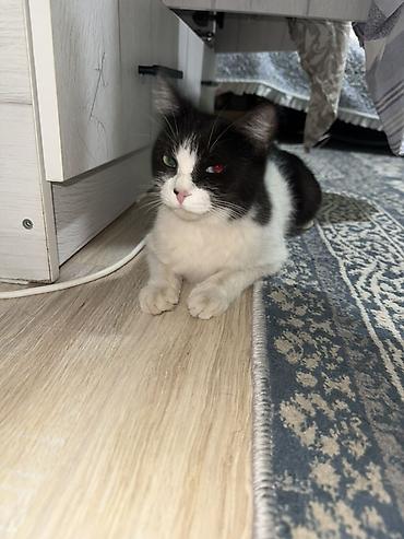 Отдам даром кошку: 1 год, Девочка — 2