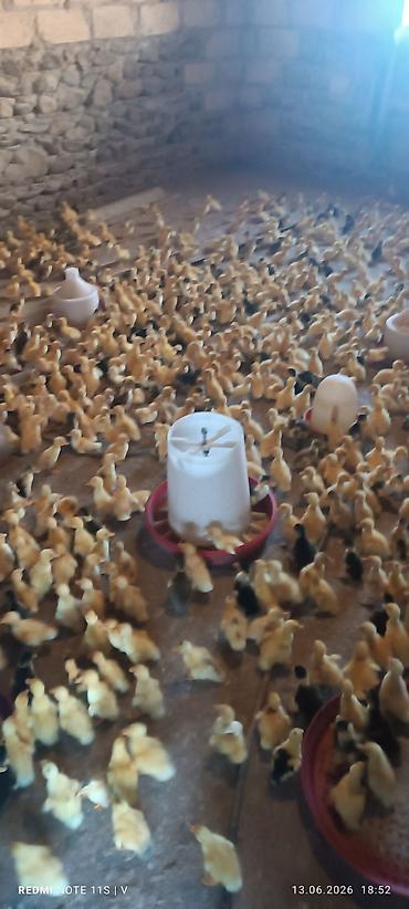 ördək balası və cücə: Məhsul: Xırdabuynuz quş balaları (ördək balaları) Təsvir: - — 3