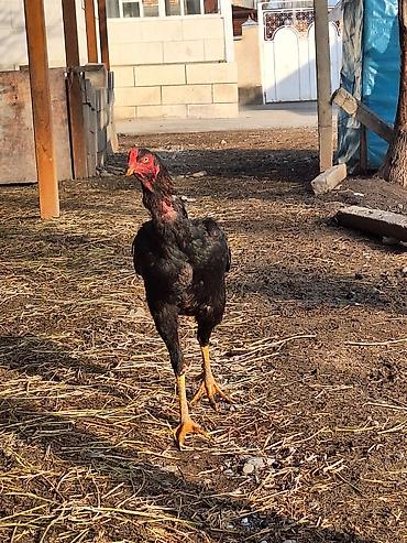 Другие животные: Другие животные — 6