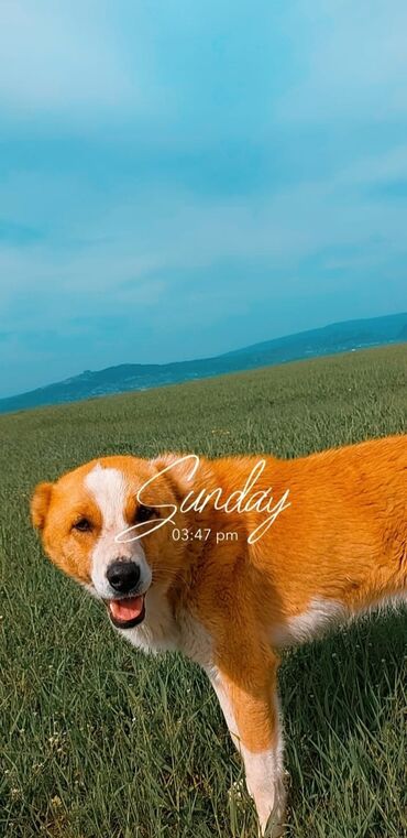 Kirayə torpaq sahələri: 10 sot Kənd təsərrüfatı, Qaz, Su, İşıq — 6