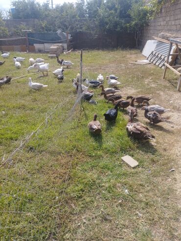 купить щенка кане корсо: Самец, | Lal ordek, Macar, Для мяса, Платная доставка