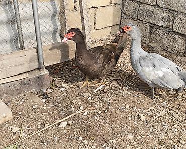 lavanda ördek: Erkək, | Lal ördək, Damazlıq, Ünvandan götürmə — 7