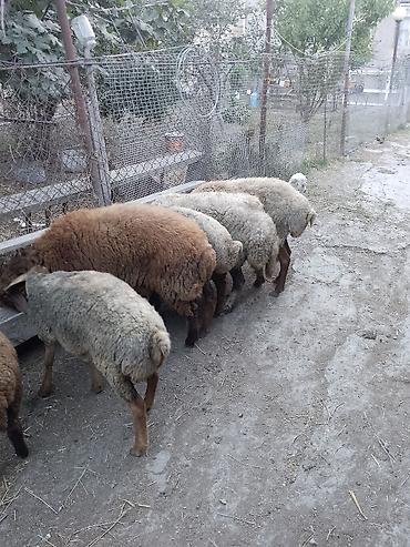 döş əti: Salam hərvaxtiniz xeyir 2 qoyun,2xam şişək,1dənədə 8 aylıq qala qoç,5 — 4