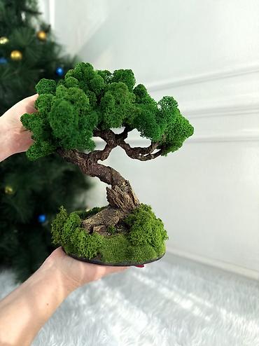 Декоративные цветы: Бонсай ручной работы из натурального стабилизированного мха от 1500 — 7