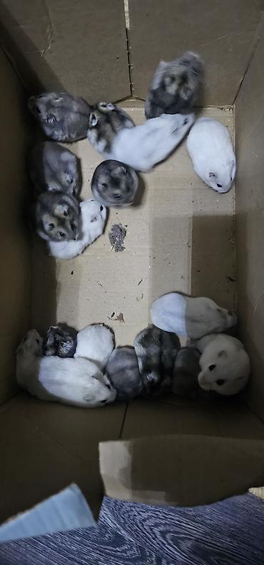 Gəmiricilər: Hamsterlər (Djungarian tipli) - Rənglər: ağ, boz və qarışıq naxışlı — 3