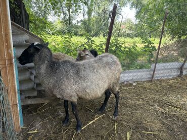 Бараны, овцы: Продаю | Баран (самец) | Романовская | Для разведения