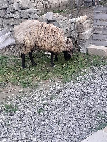 Mal-qara: Erkək, Qala, il: 1, Damazlıq, Ünvandan götürmə — 5