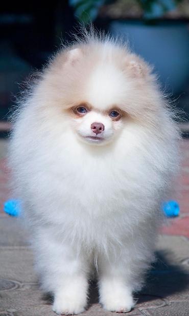 Продажа собак: Шпиц, 5 месяцев, Самец — 11