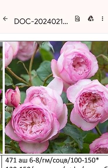 Садовые цветы и кустарники: Корни роз - Крупноцветковая чайно-гибридная роза с — 5