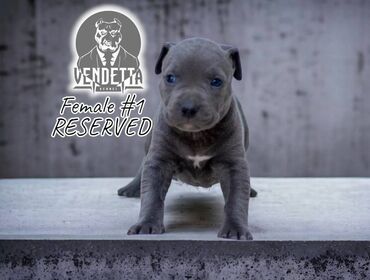 chicago bulls: Vendetta kennel predstavlja novo leglo! Vidra's Ice (Sinacori's blue
