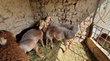 дойных коза: Продаю | Ягненок, Баран (самец) | Гиссарская | На забой, Для разведения | Осеменитель